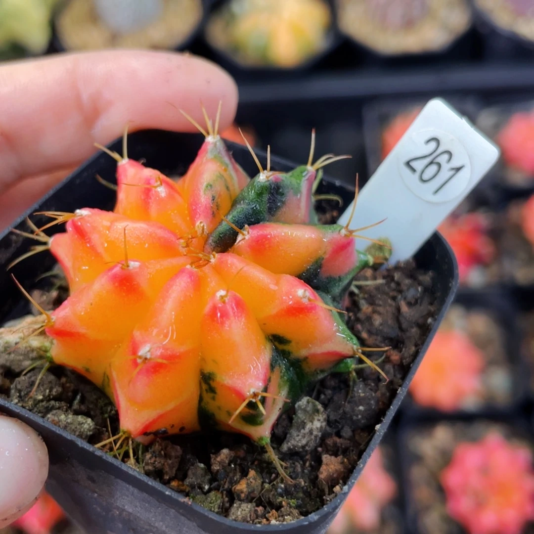 ?****盆5公分满25包邮裸根发货