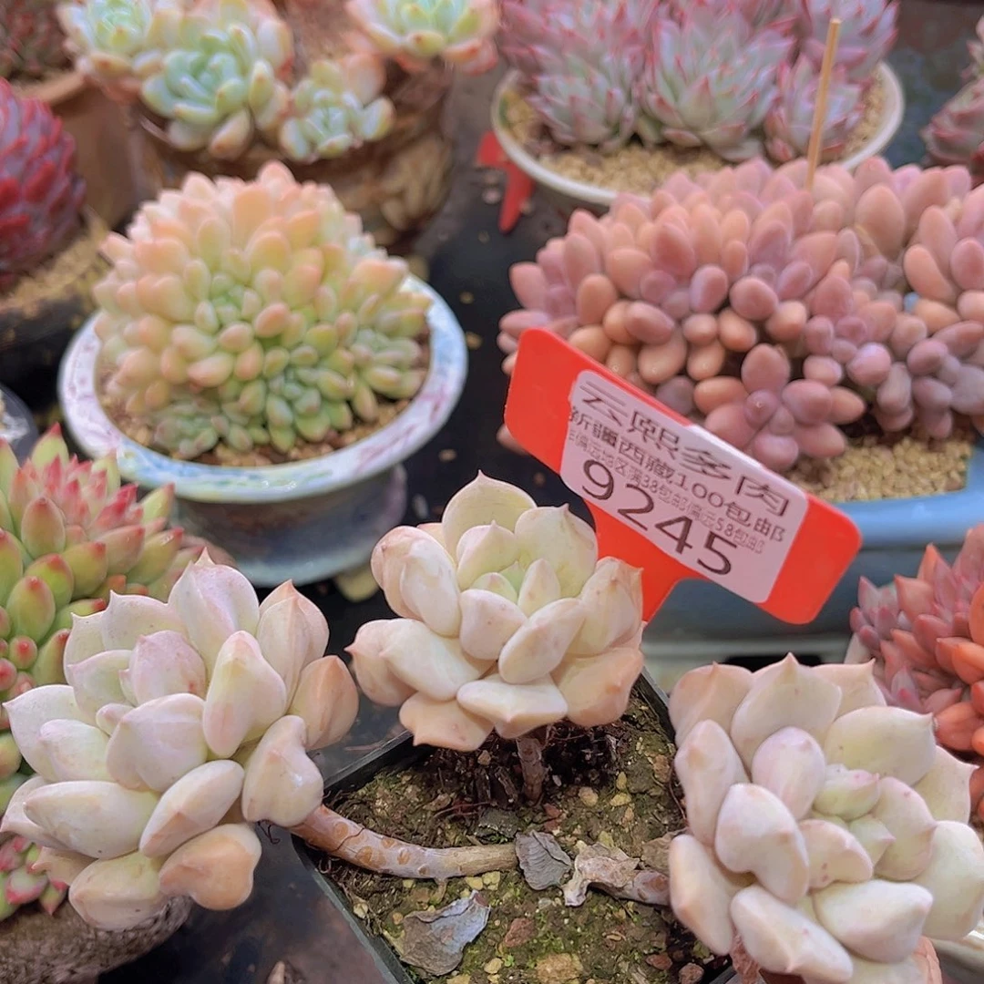 9245超奶多肉植物