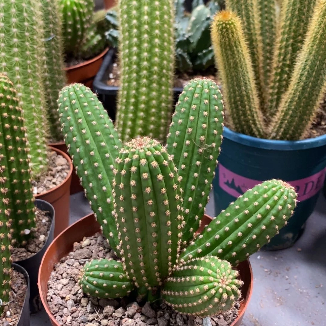 进口金妞金4群生一物一拍106