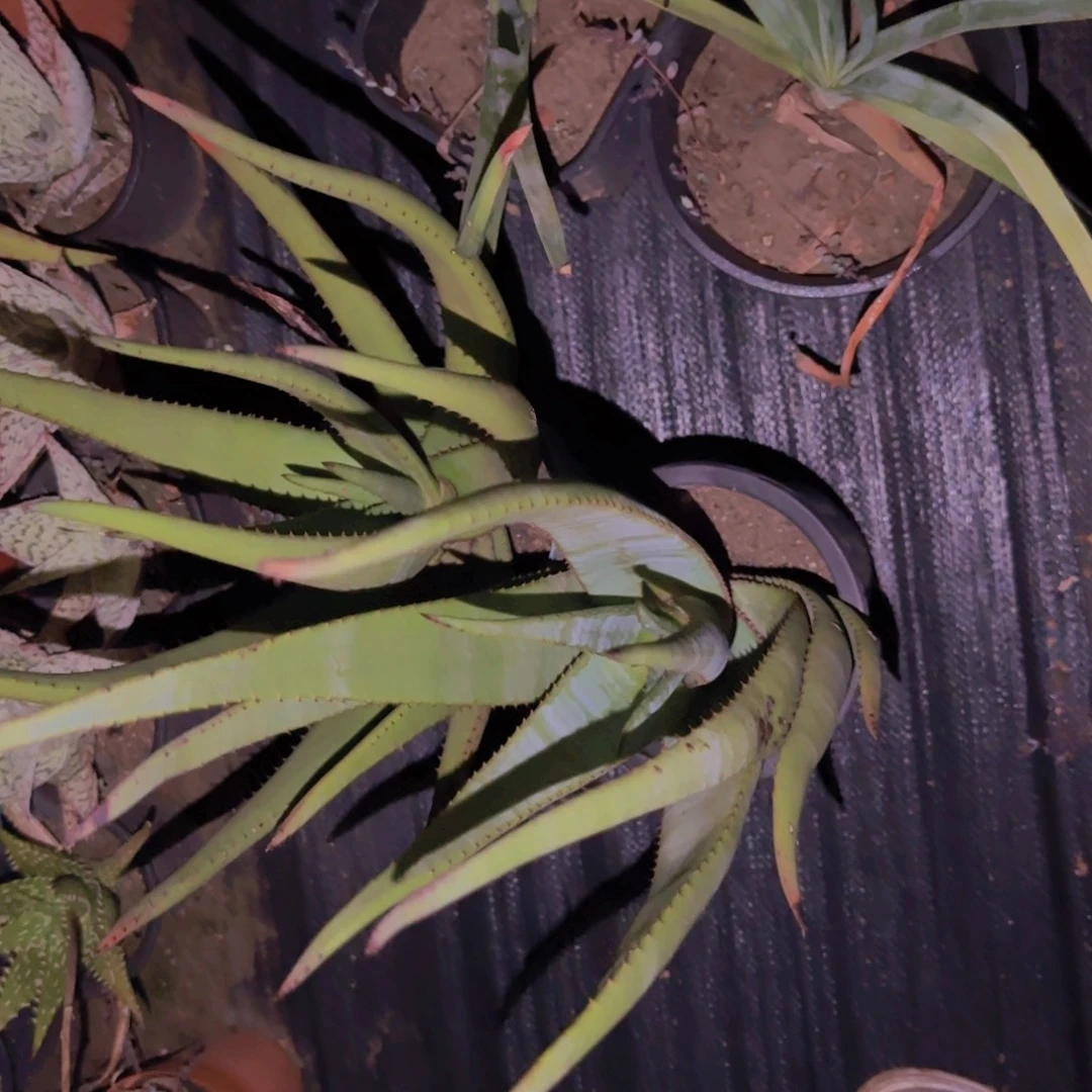 小***嘛块根植物块根植物