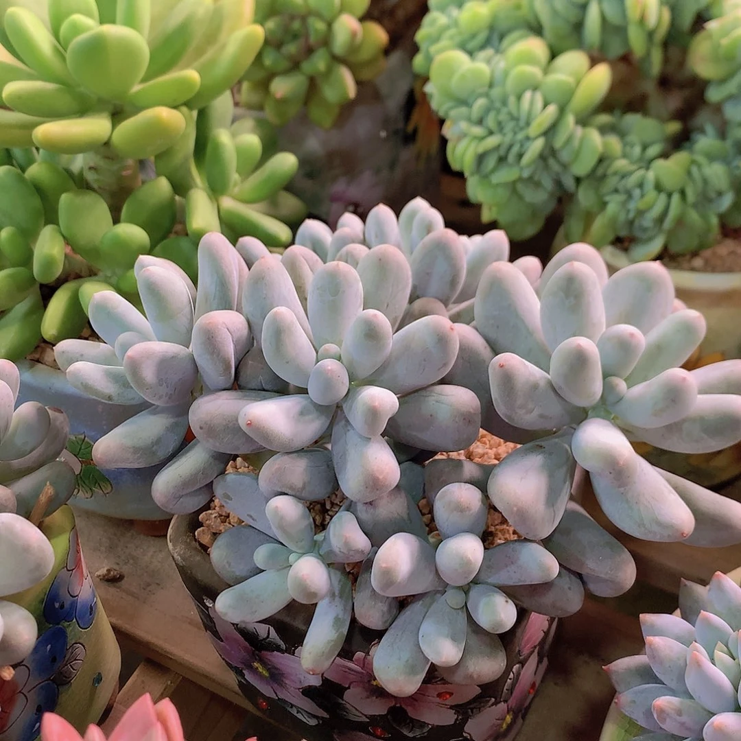 米可奶多肉一物一拍