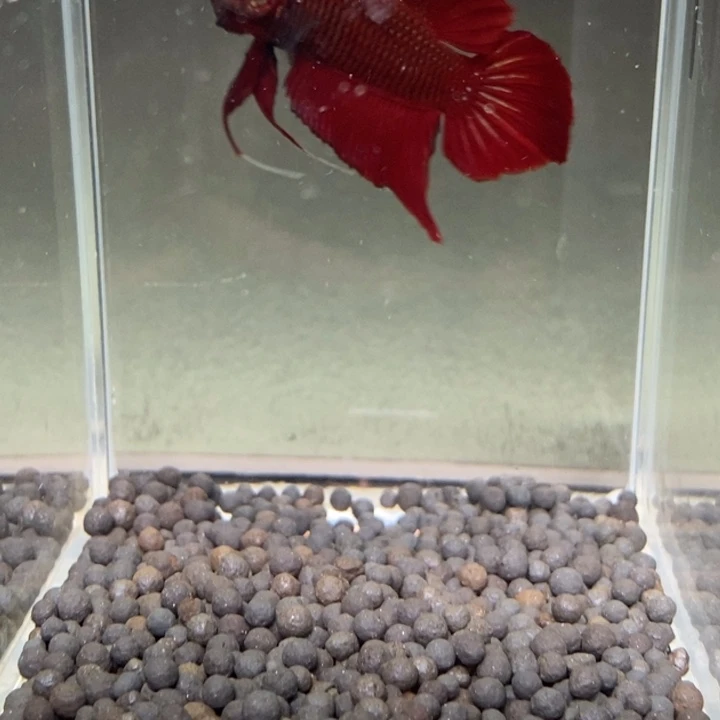 斗鱼泰国斗鱼187号