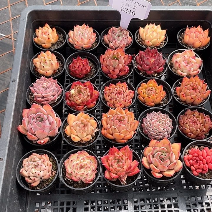 薇薇安园艺多肉2246