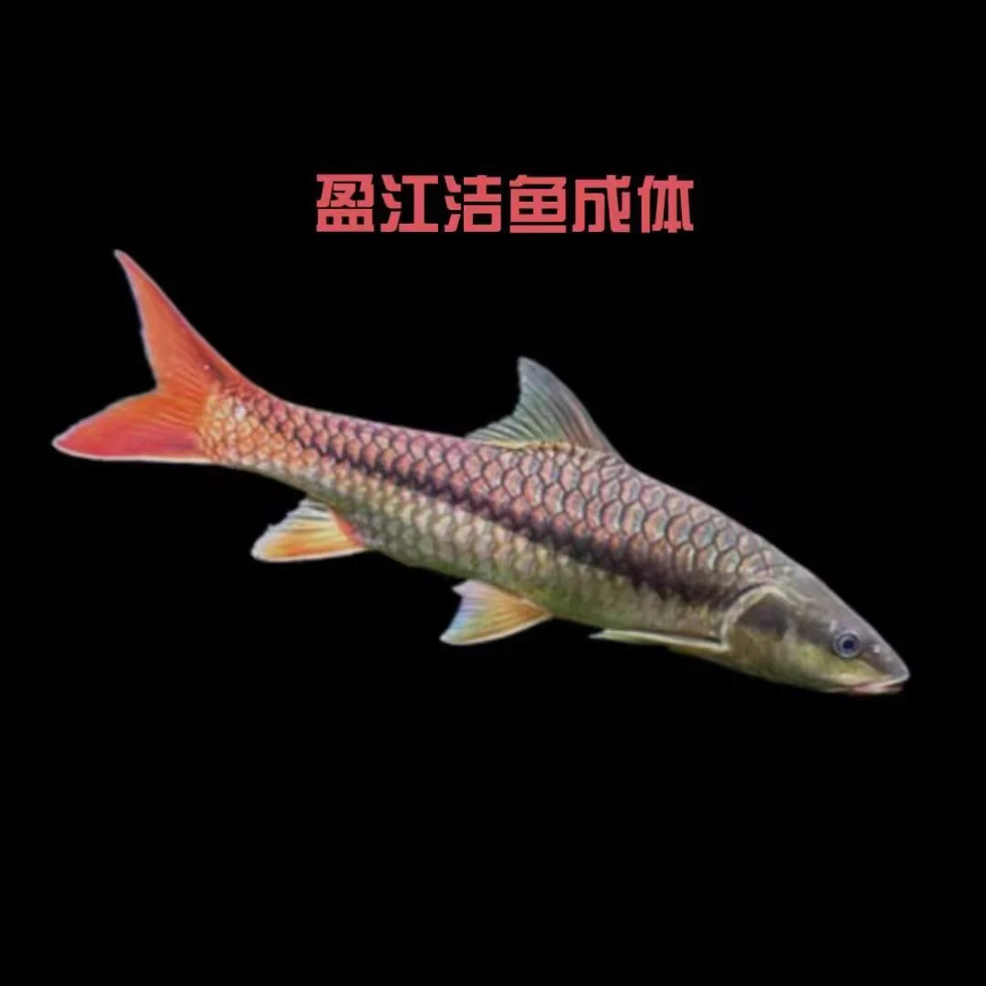 (专属链接)盈江结吉罗鱼大型观赏鱼苗淡水鱼