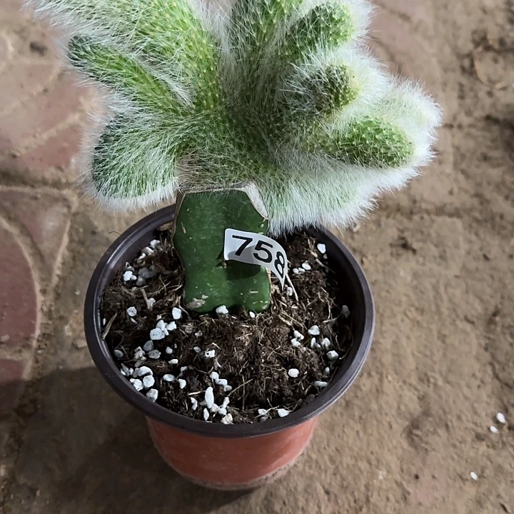 燕***子无花朵嫁接九尾狐758