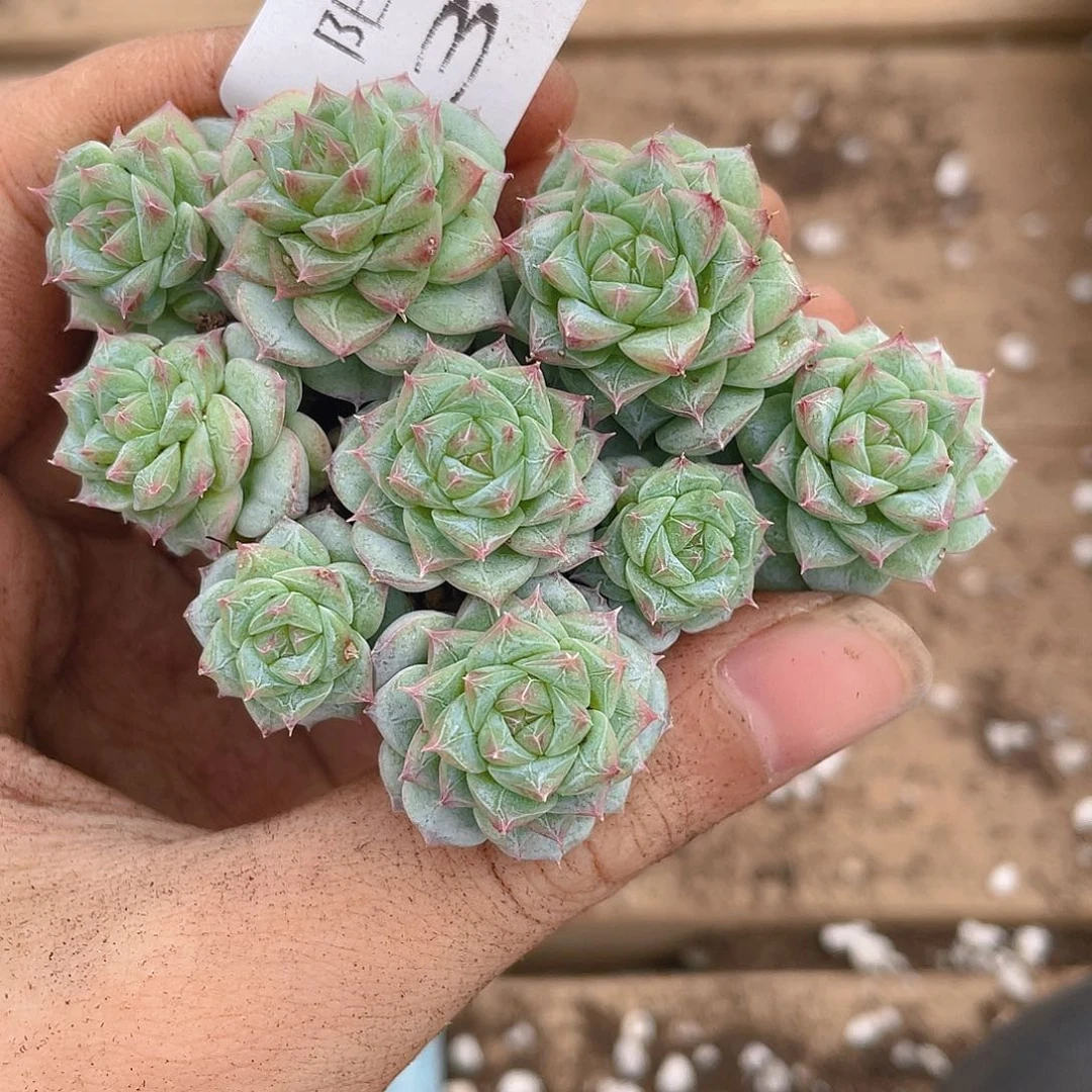 多肉植物多肉植物371