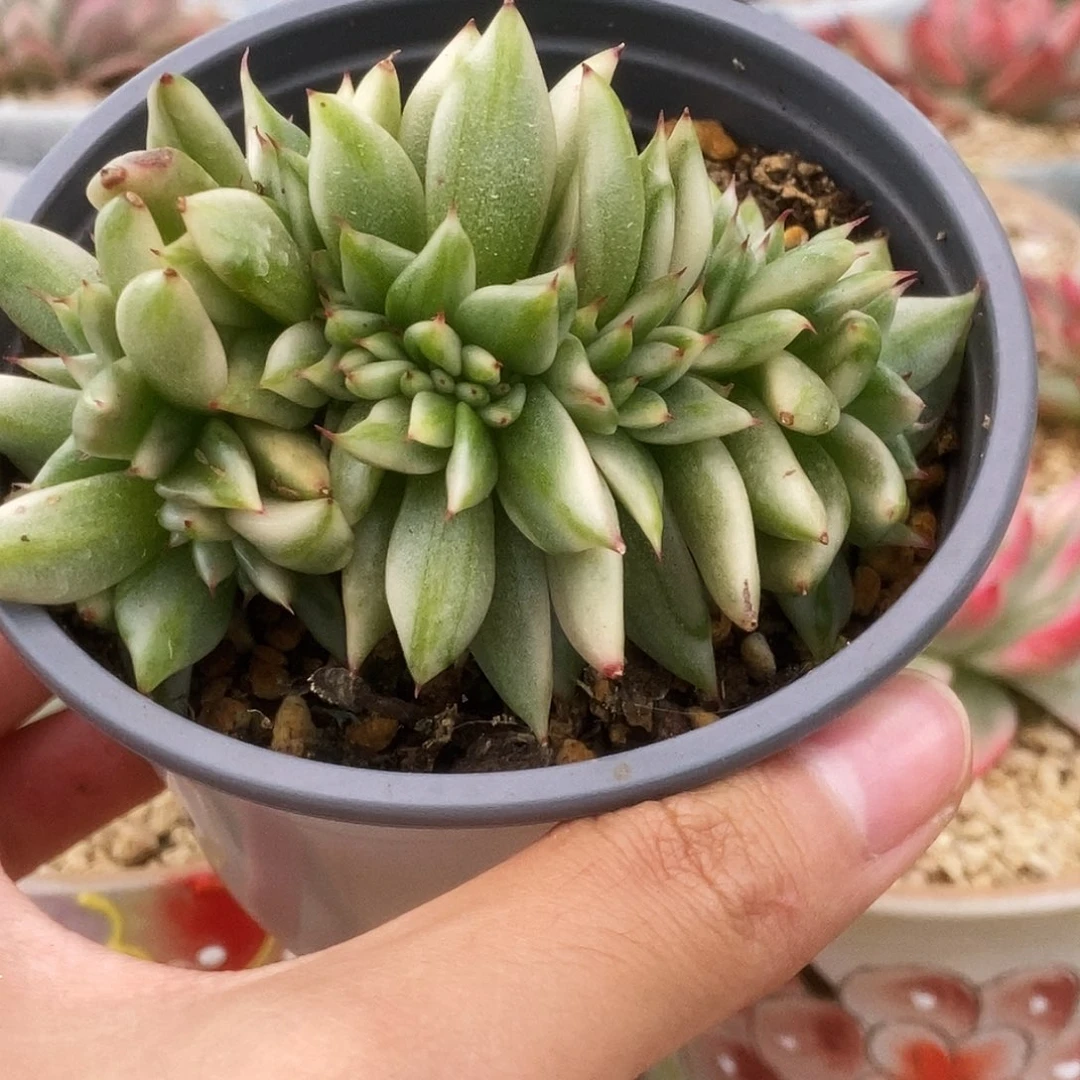 90艾克魂锦锦锦锦锦锦锦锦