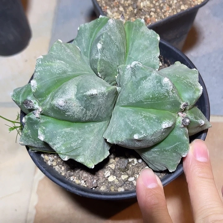 无花朵三头龟甲鸾凤玉