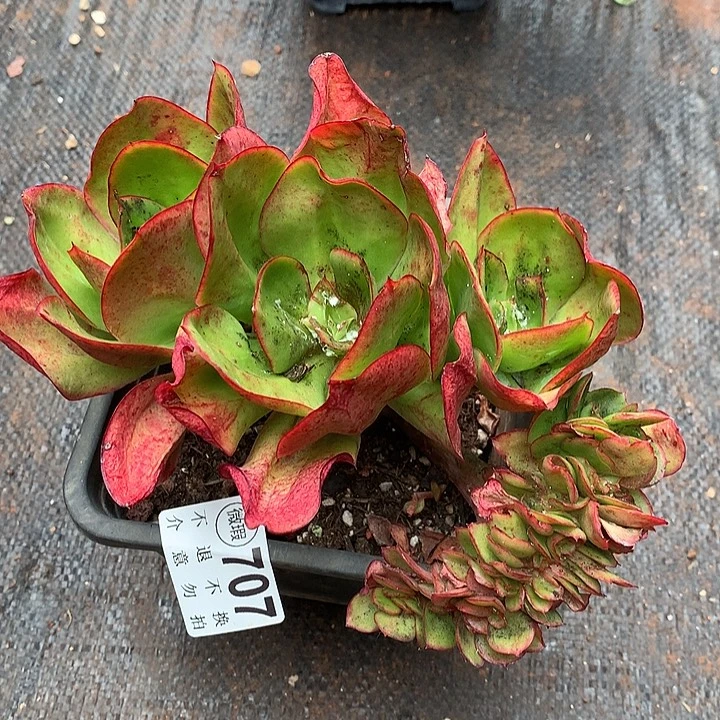 红菱缀化 有虫处理  非偏远38包邮需要节后联系客服