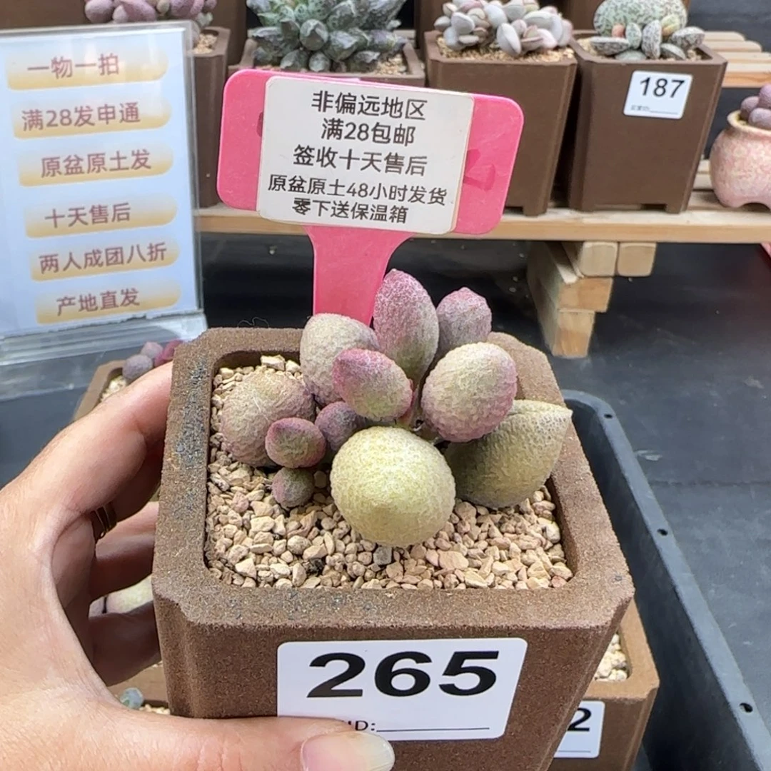 A***a265金桔多肉的植物