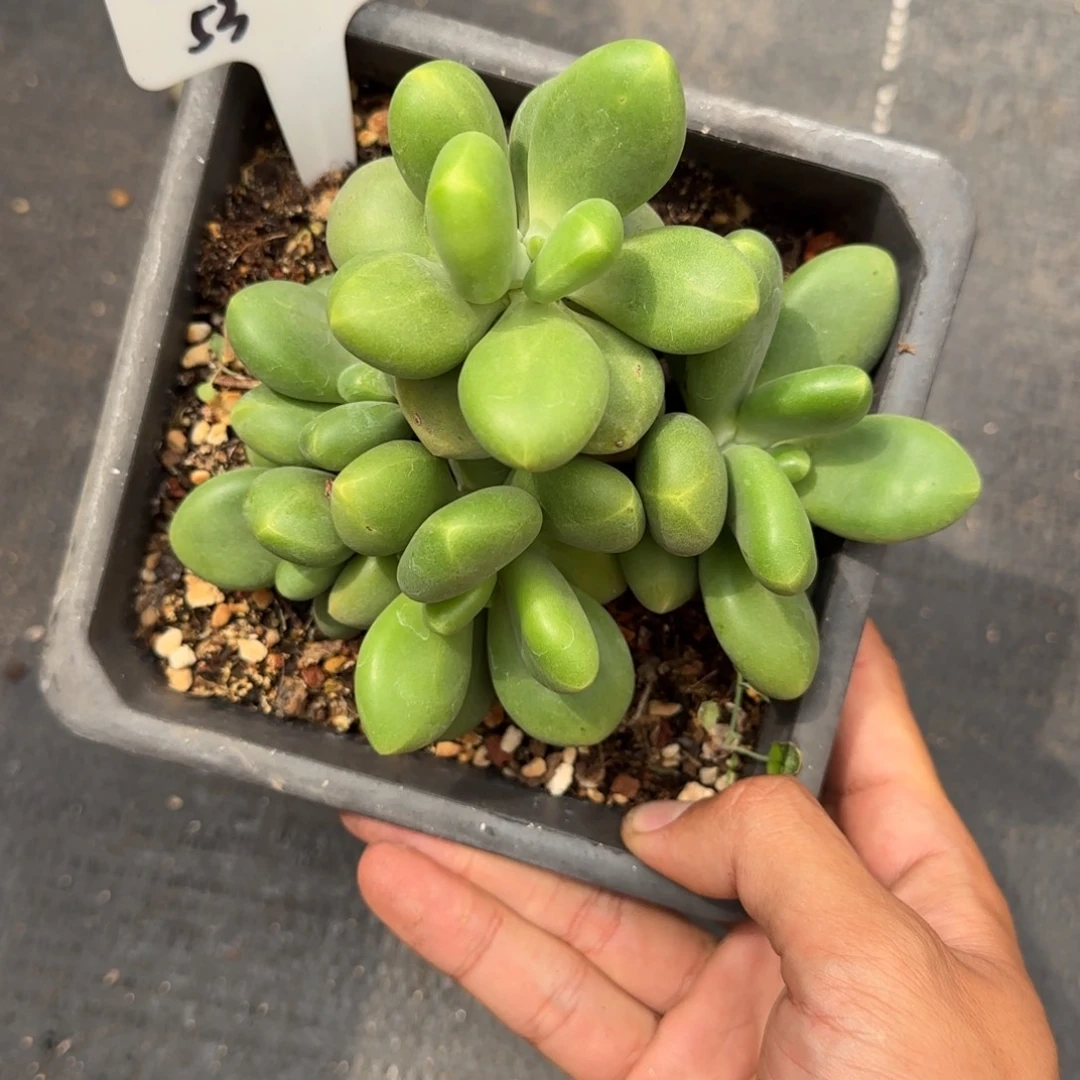 @***g一物一拍芒果奶53