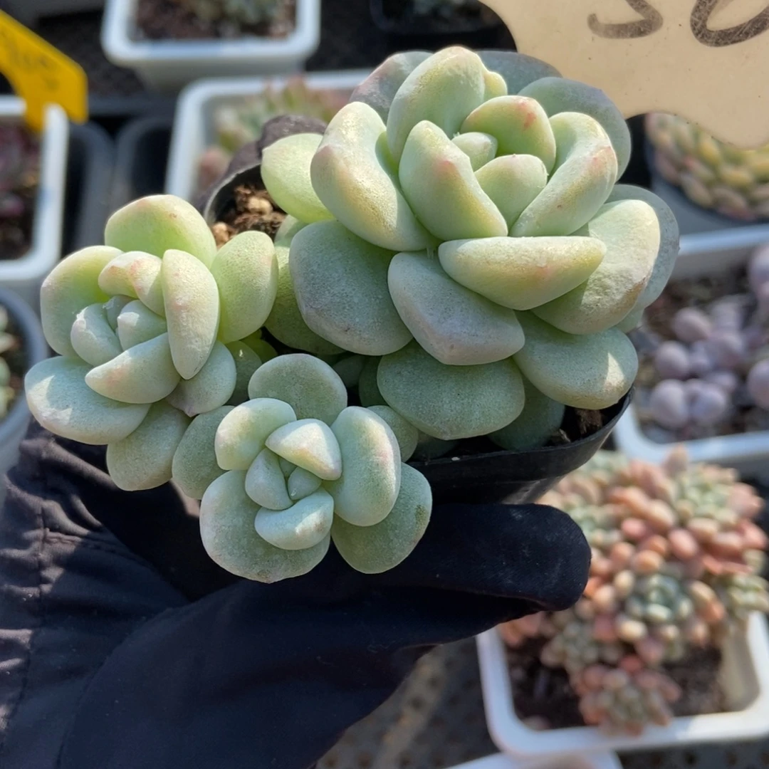 1050冰玉石化多肉植物