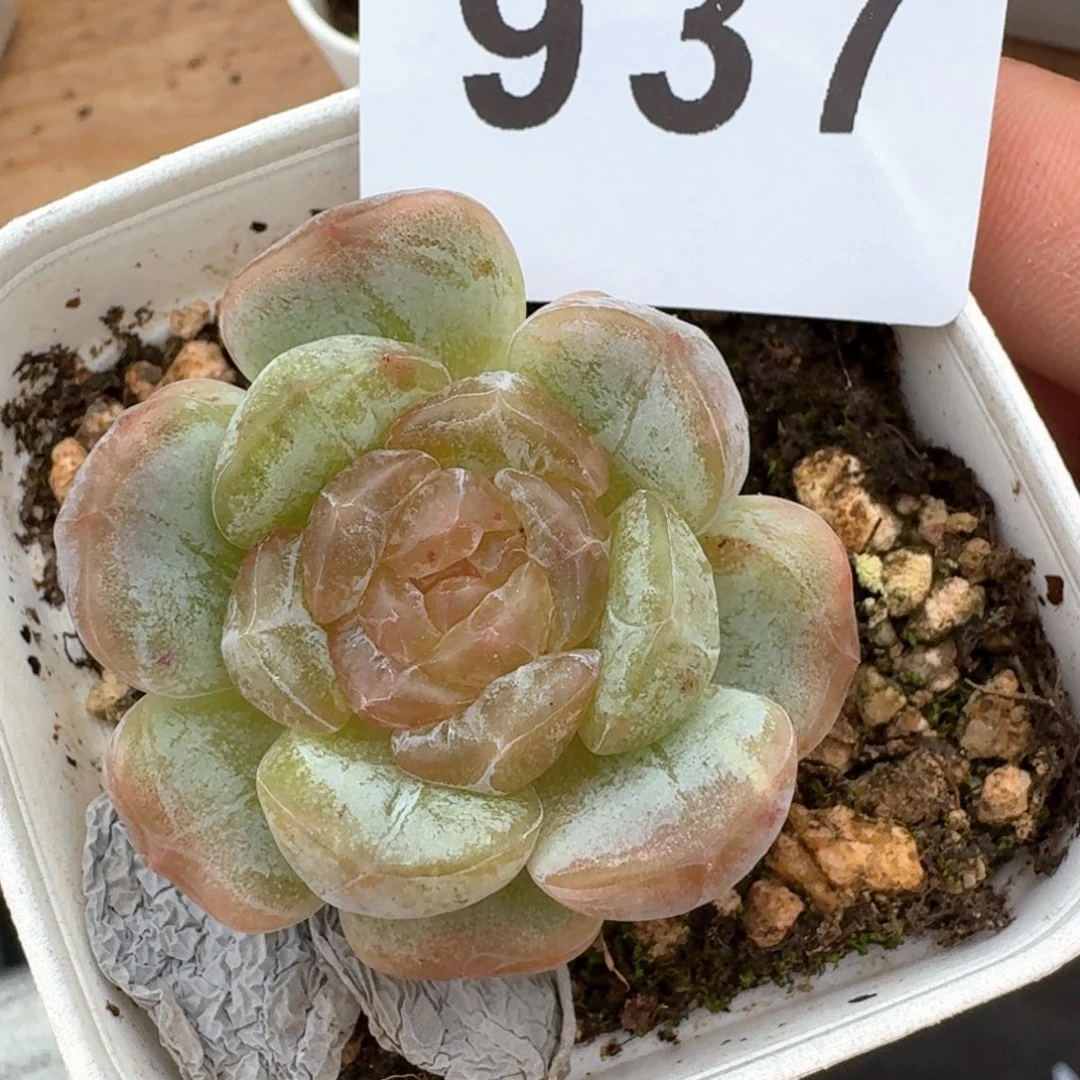 石化            精美多肉植物