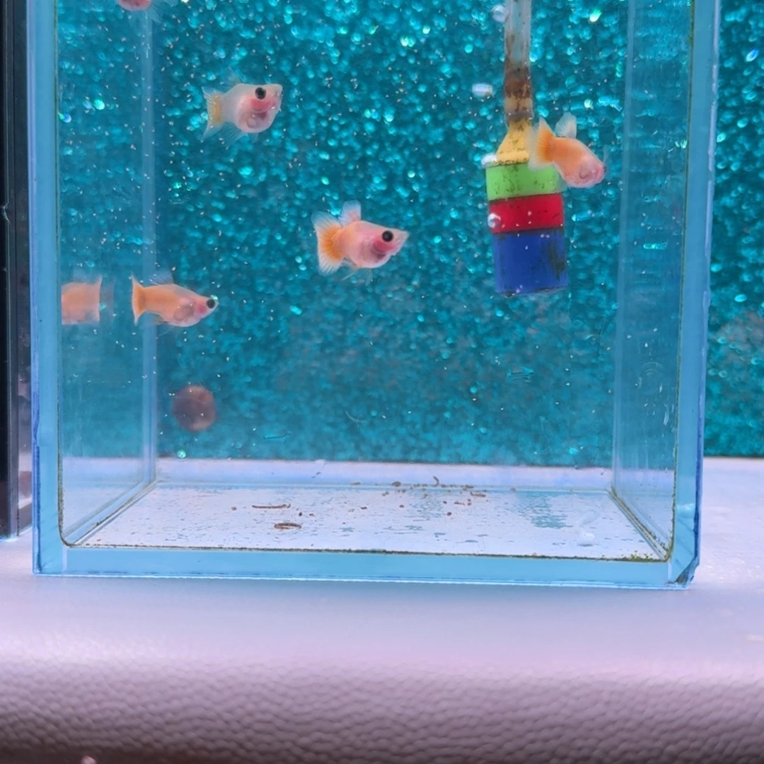 黑玛丽鱼616号黄金玻璃猫3对