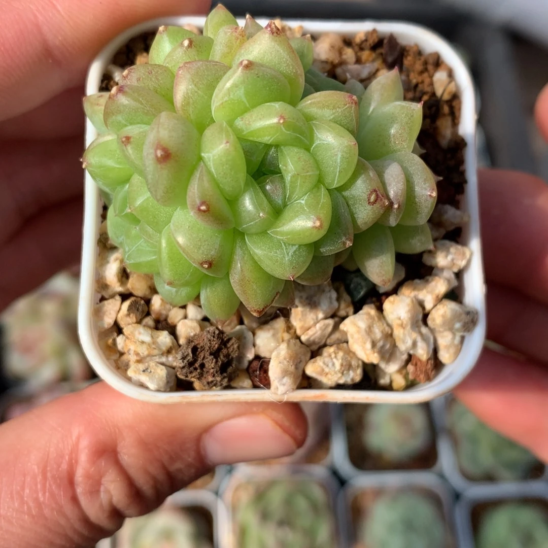 5头灵鉴。  绿油头体。  9号