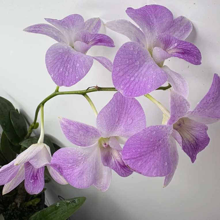 粉水晶秋石斛石斛兰春石斛盆栽养殖花卉绿植室内阳台庭院养