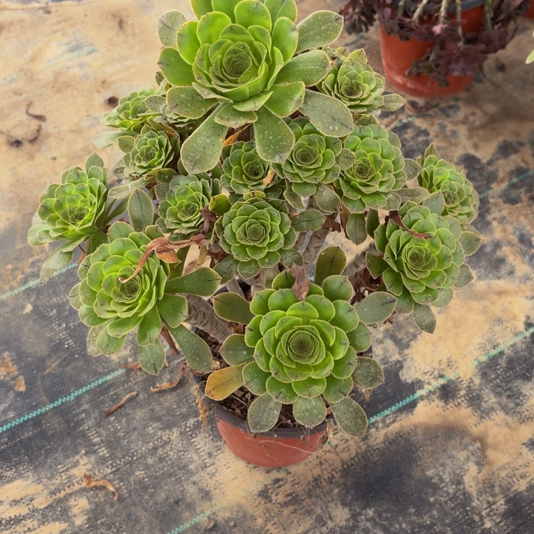 519多肉植物捧花的时候@