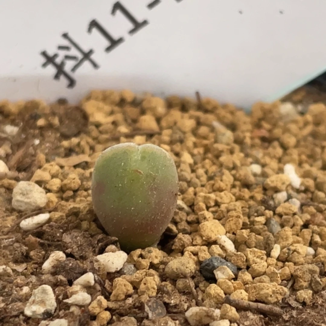 11-152空蝉多肉植物