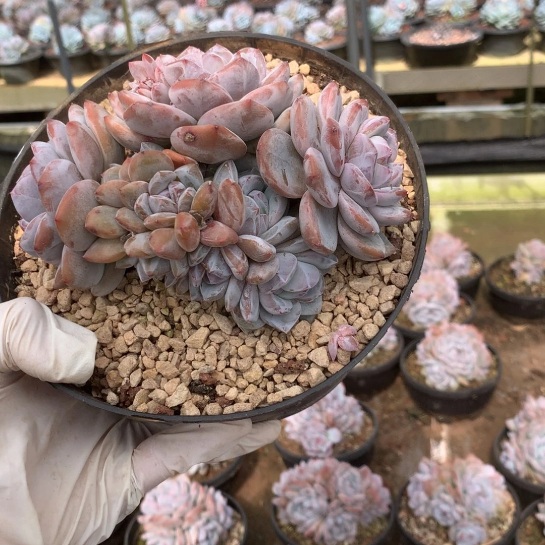 无花朵哈哈哈哈哈哈哈哈哈