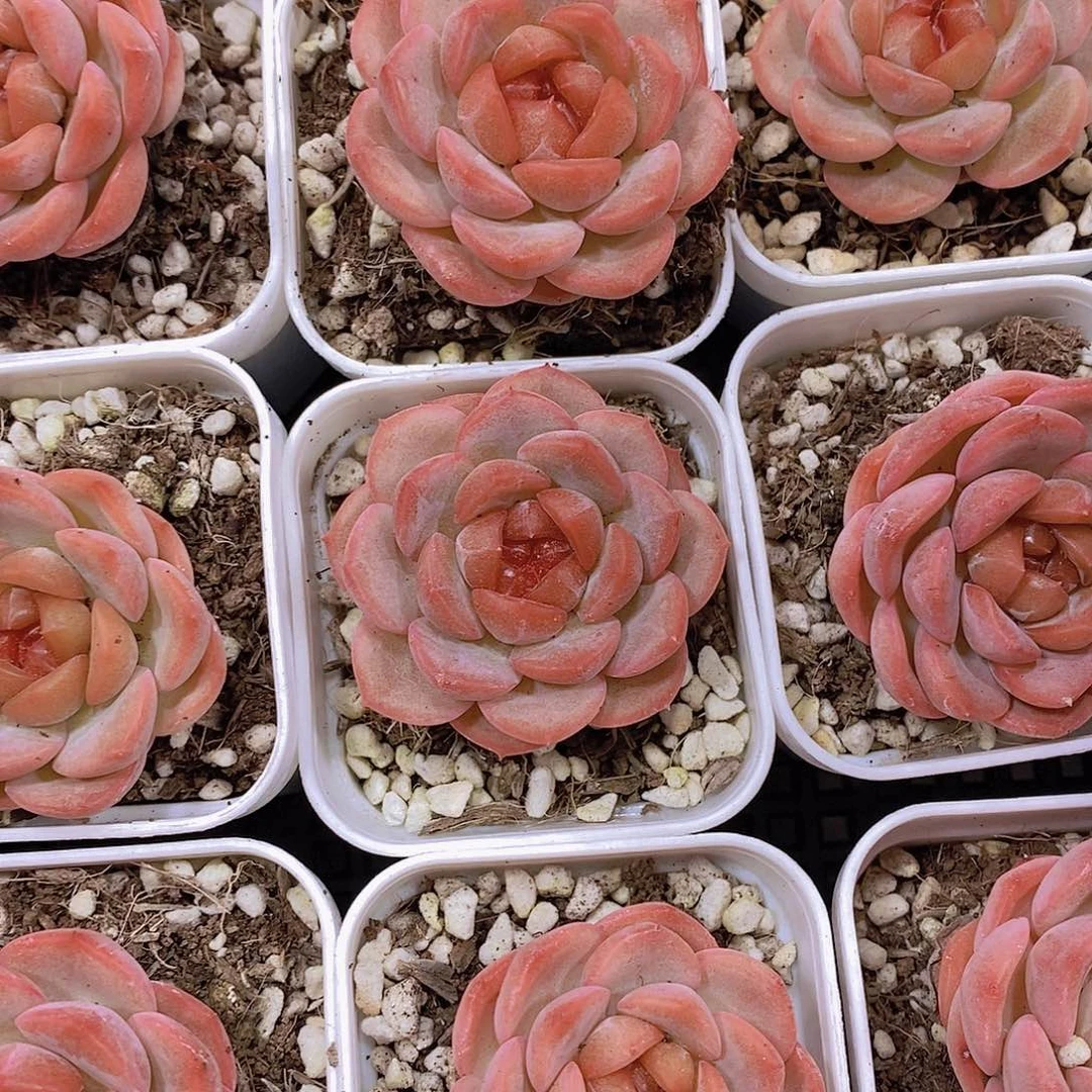 琴心小单头福利一颗量拍