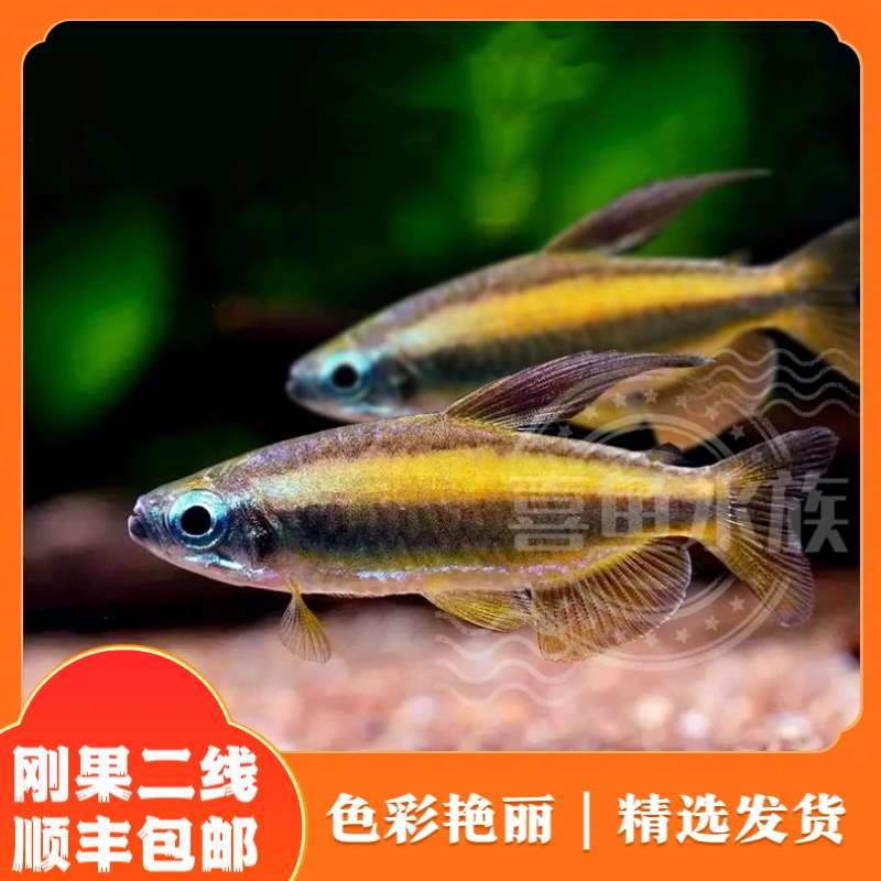 喜鱼水族 黄金二线刚果 刚果二线 林戈二线 默认顺丰陆运包邮