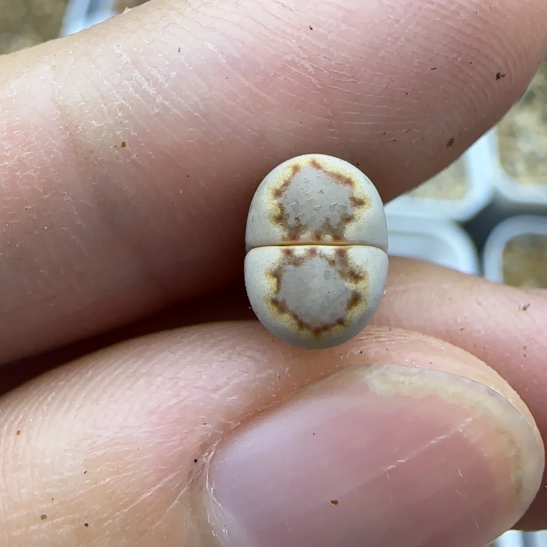 191 二蜕小个子生石花大棚直播