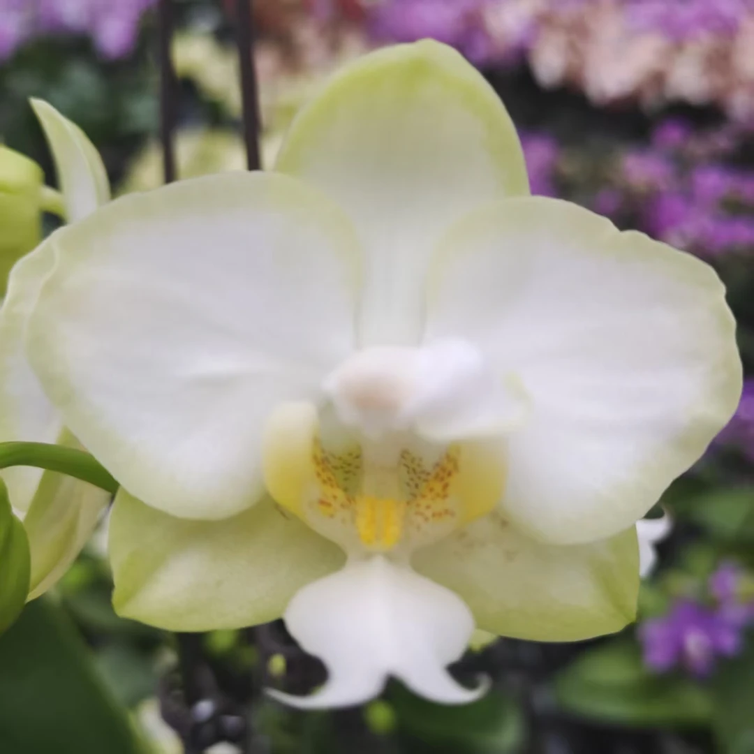 蝴蝶兰【龚氏白玉】中小花型 带花发货 室内高端花卉 客厅美观