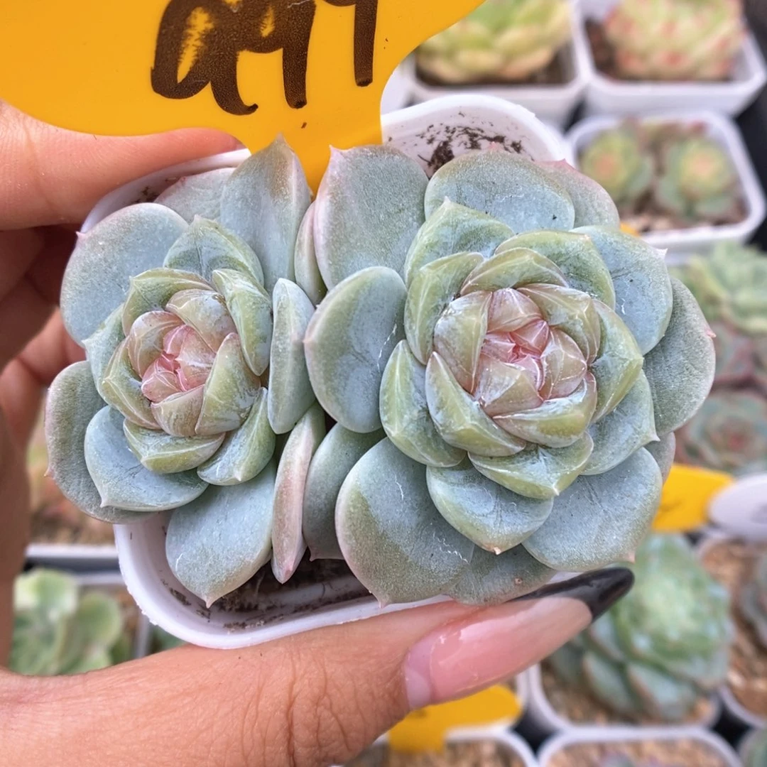 x103粉钻心珍妮999号