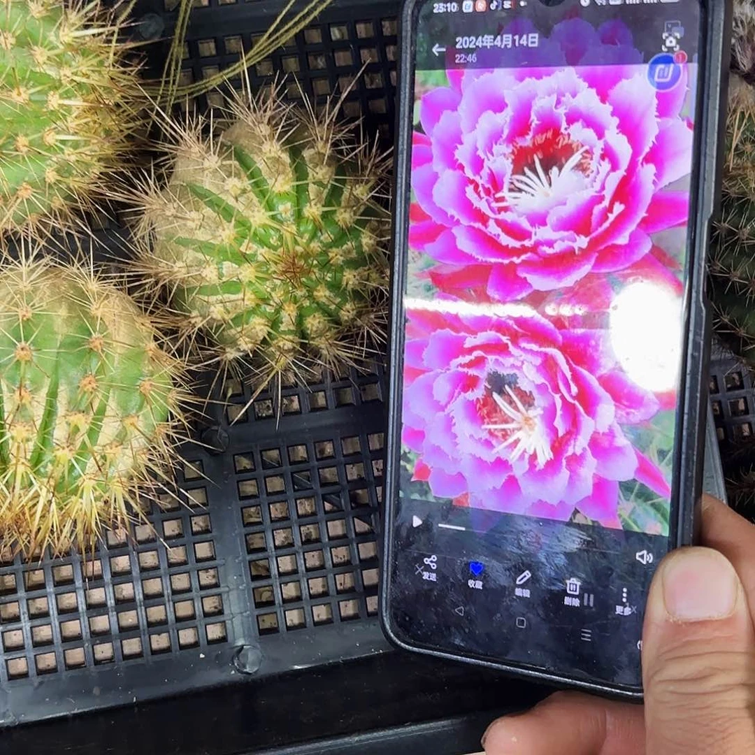 仙女毛瑕疵斑侧牙20包邮仙人球21