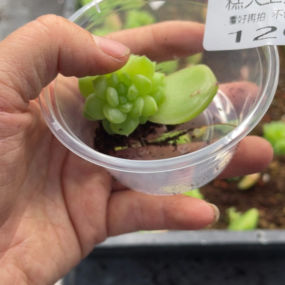 盼*南糕大上多肉植物120