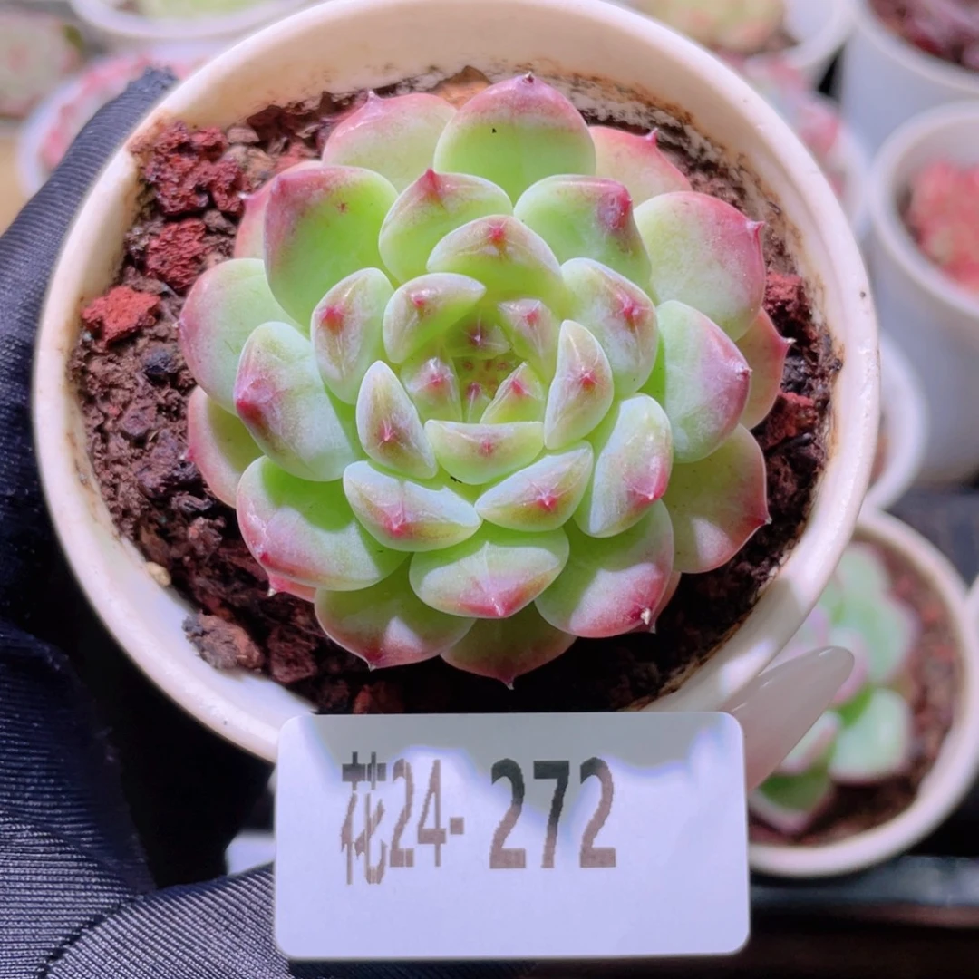花利美24-272秘境冰魄