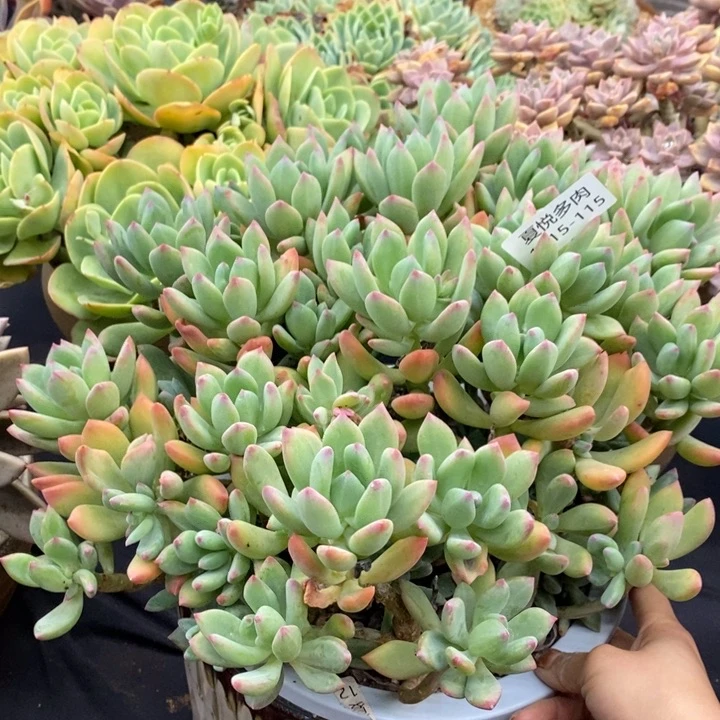 夏悦多肉1015-115清新美人