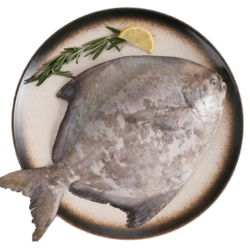 【一霏】新鲜海捕速冻银鲳鱼500-600g/条 到手2条 个大肉肥