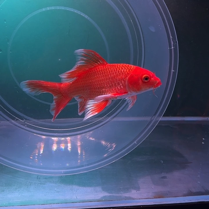 海水鱼39号蝴蝶鲤手鳍瑕疵