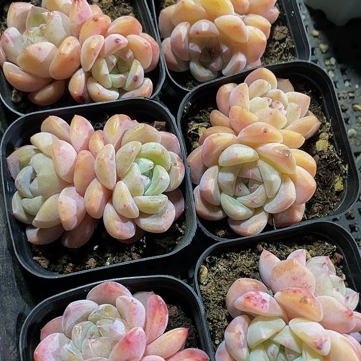 双头大刚毅带盆土