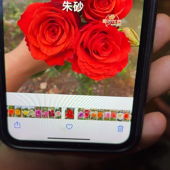 无花朵朱砂一加仑苗