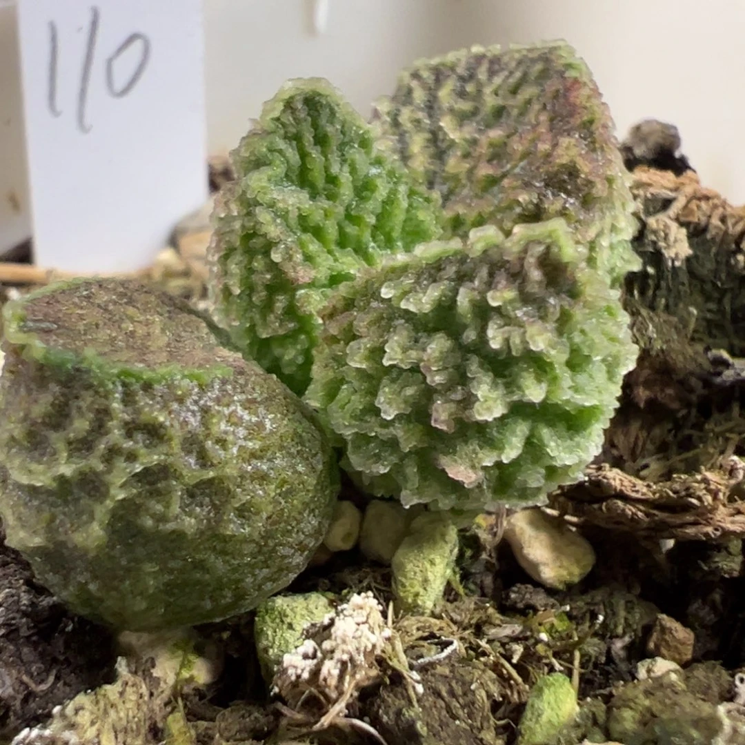 实生新品多肉植物水泡多肉植物水泡