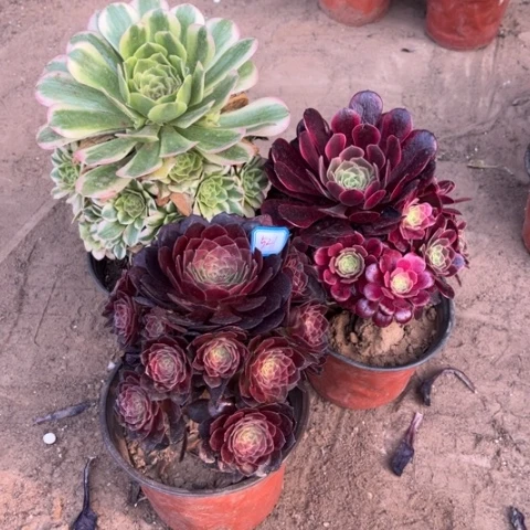 521多肉植物组合