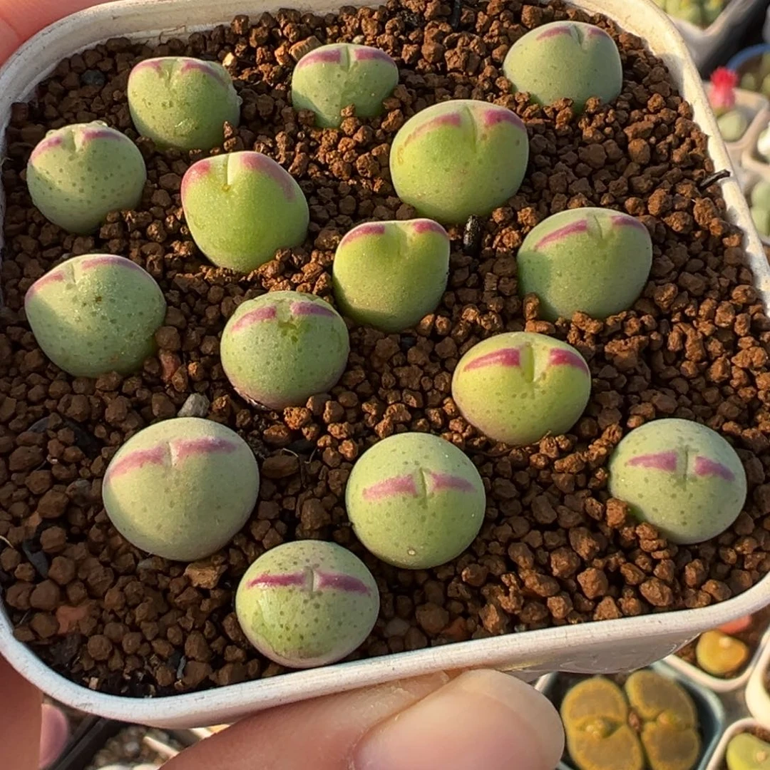 425多肉植物种类多样