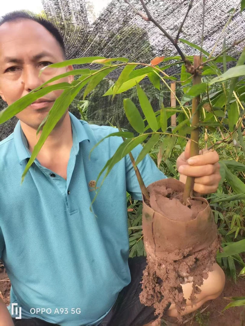 正宗云甜一号水果竹苗笋可生吃