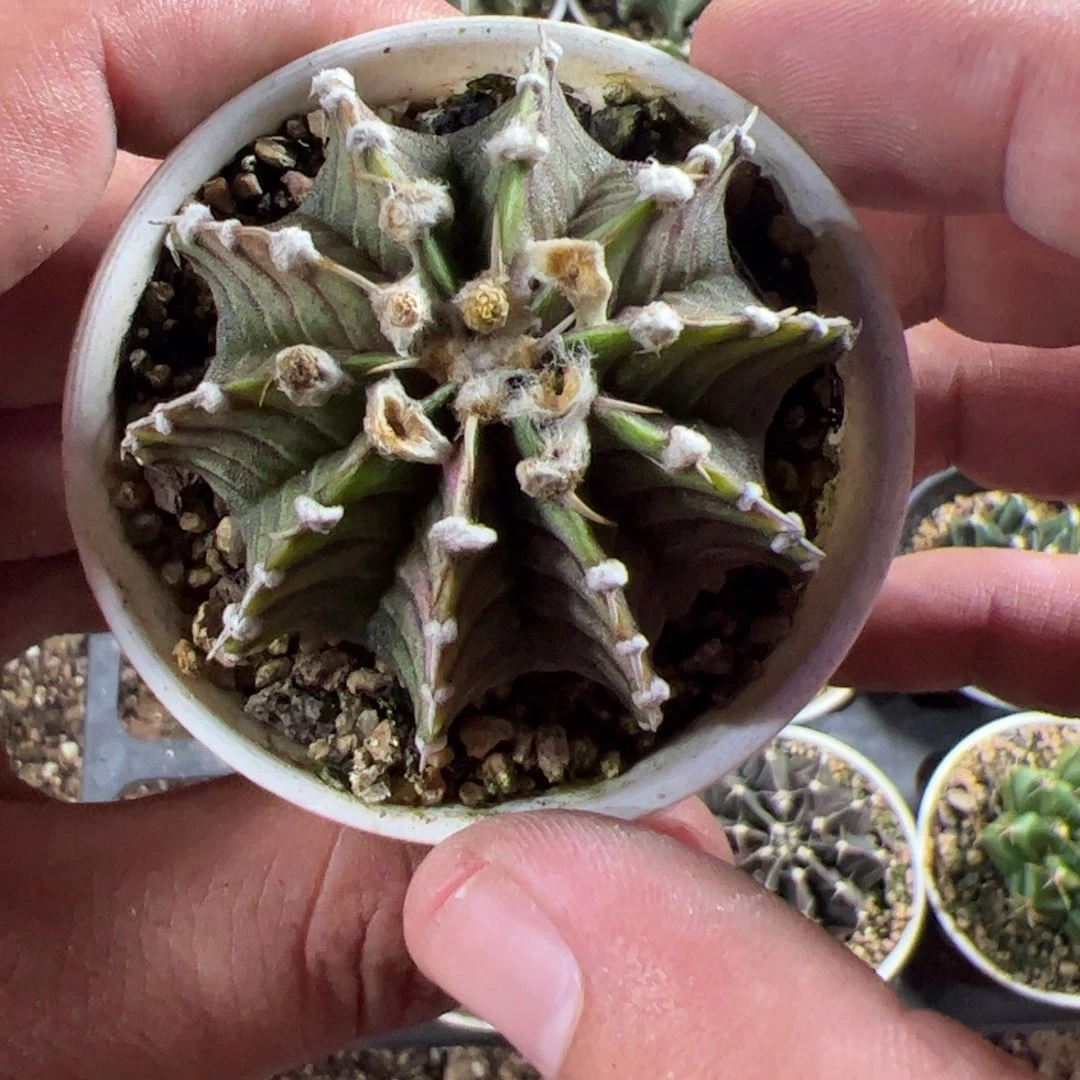 当前无花栽培后可以开花190