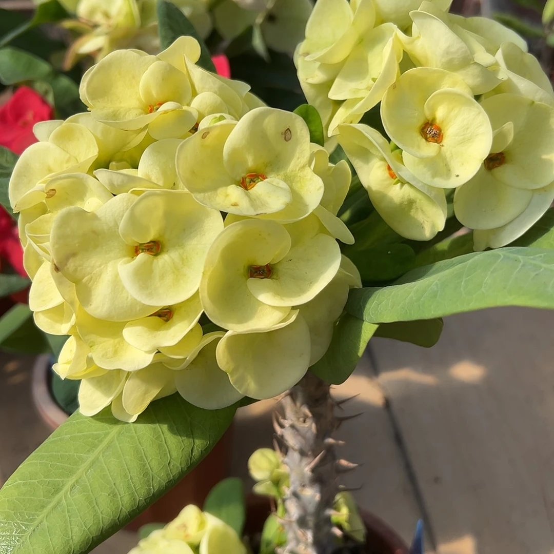 玉维莱泰国大花虎刺梅