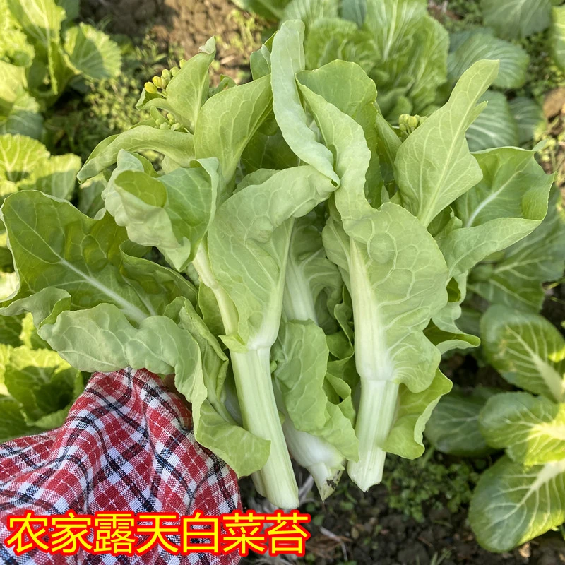 重庆农家白菜苔新鲜菜心叶子菜露天种植不打药时令蔬菜