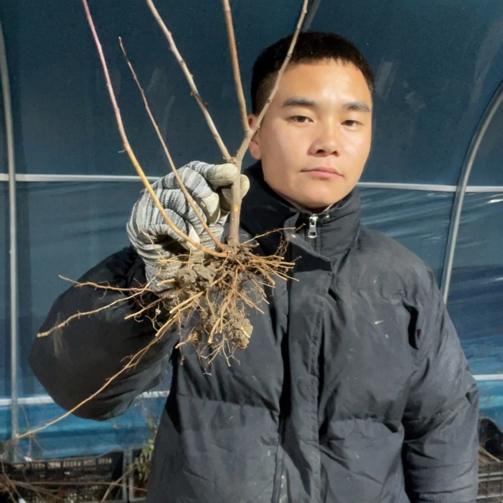 皇族海棠花一颗苗