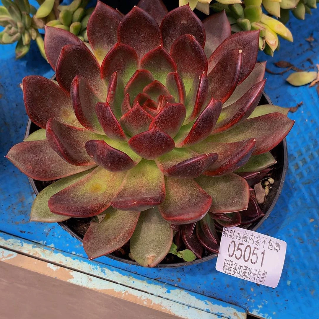 公***财紫水晶05051多肉多肉