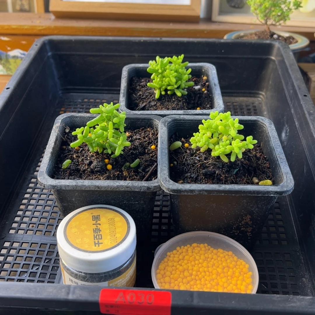 枝干番杏5000赞福利030安