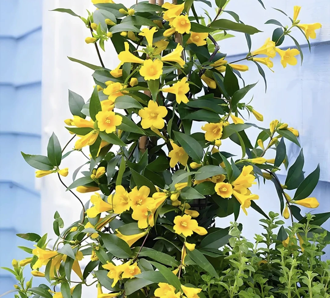 法国香水茉莉藤植物盆栽四季花卉飘香藤茉莉花室内外阳台耐寒植物