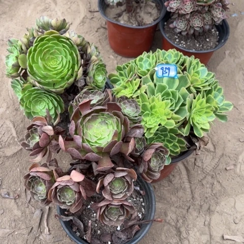 939多肉植物组合，