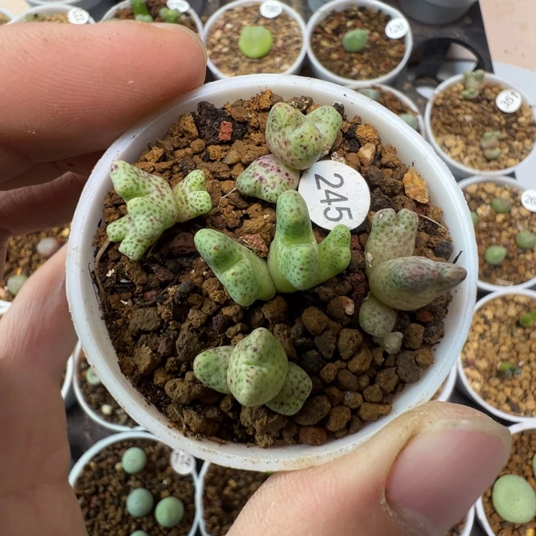鹿角斑马一颗脱土