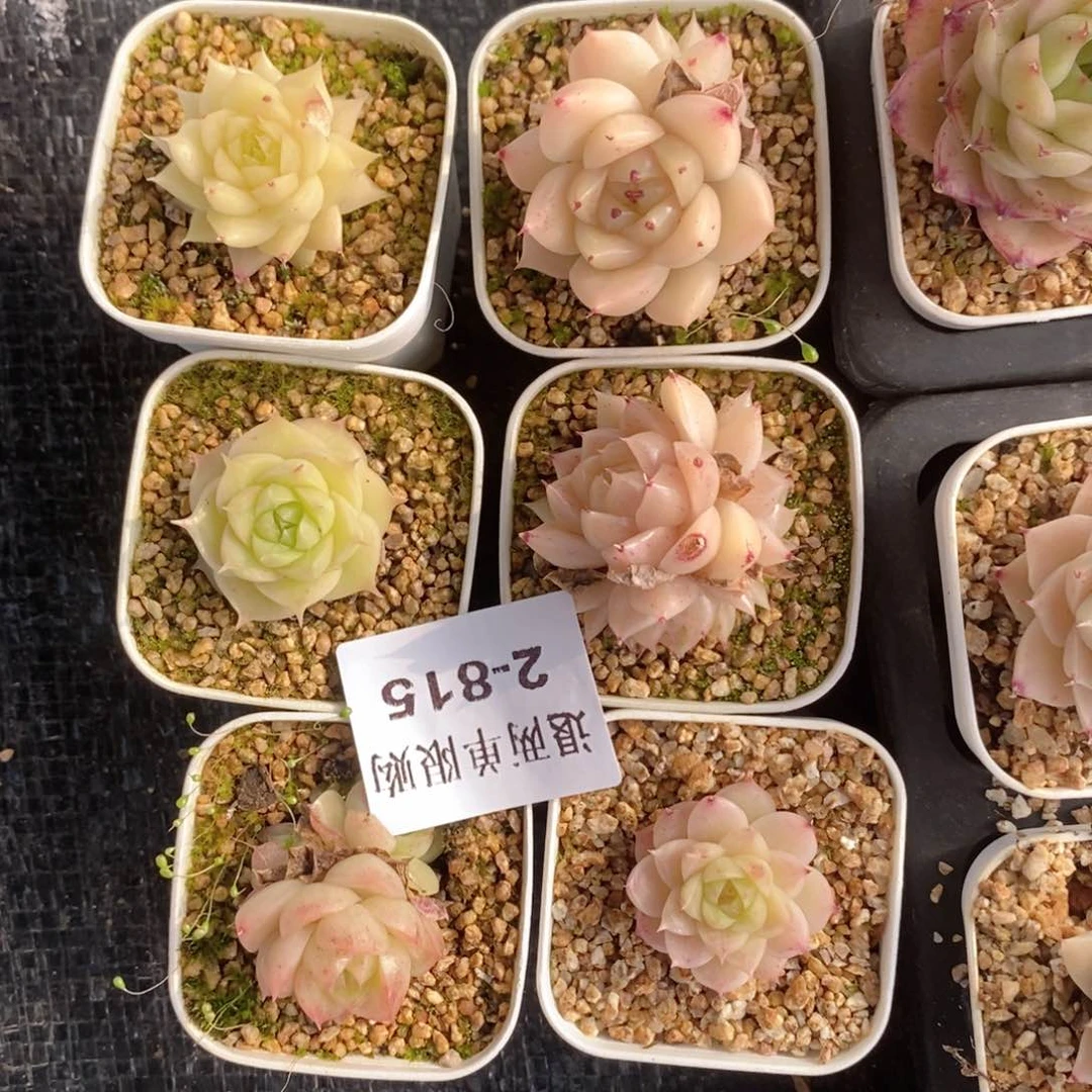 瞳*2-815多肉多肉多肉多肉多肉多肉多肉